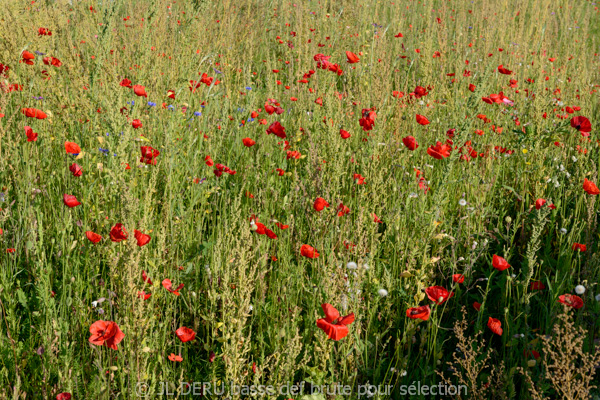 paysage
coquelicots